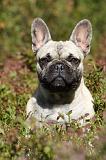 BOULEDOGUE FRANCAIS 771